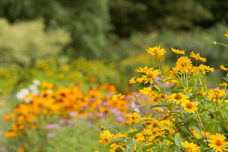 Flowers yellow Heliopsis in the Garden