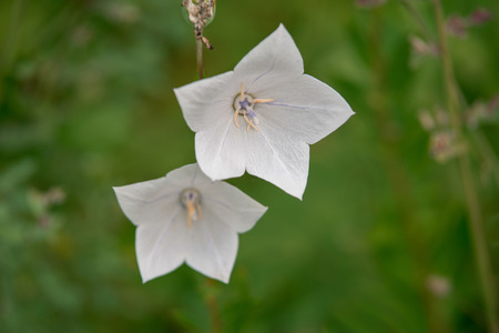 Flower platykodon whiteの写真素材