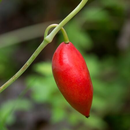 Fruits of the Podophyllum flowerの写真素材