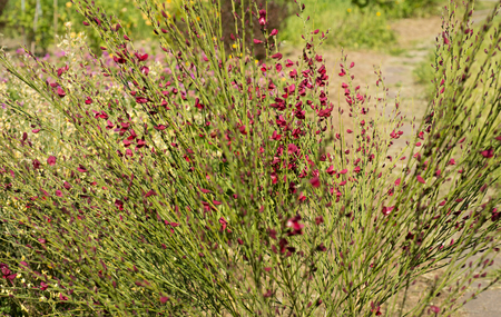Flowers Spartiumの写真素材