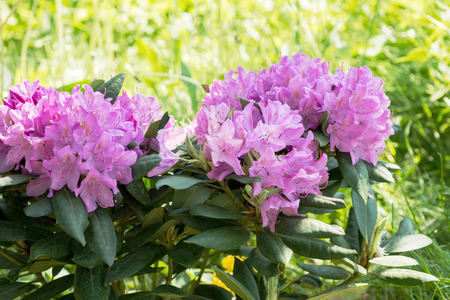 Flowers white Rhododendronの写真素材