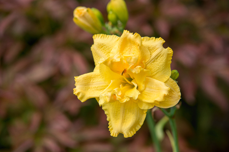 Flower yellow lilyの写真素材