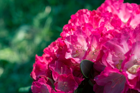 Flower Pink Rhododendron closeupの写真素材
