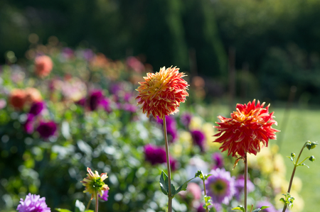Flowers dahlia in the gardenの写真素材