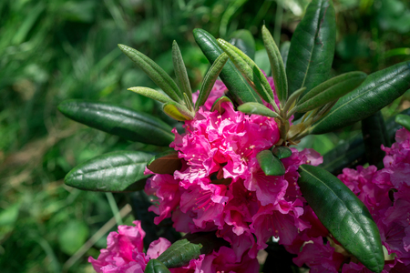 Blooming rhododendron in the gardenの写真素材