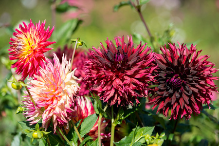 Flowers dahlia in the gardenの写真素材