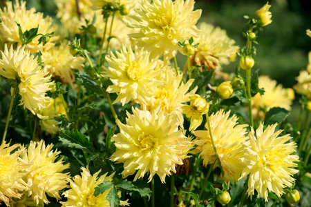 Flower of yellow dahliaの写真素材