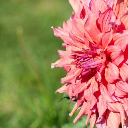 Flower of pink dahliaの写真素材