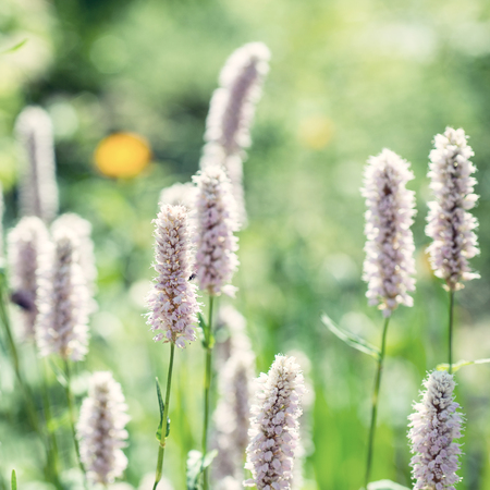 Flowers knotweedの写真素材