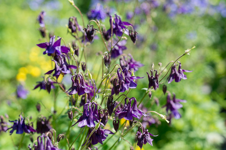 Flowers aquilegia purpleの写真素材