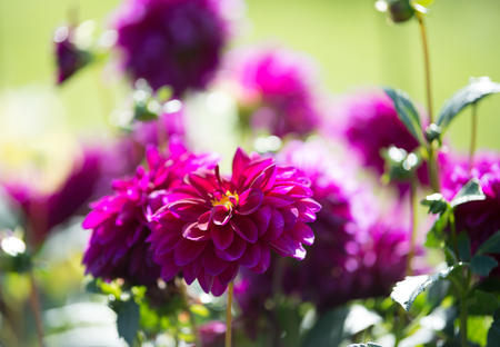 Flowers dahlia in the gardenの写真素材