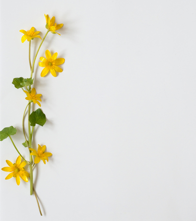 Festive card with flowers Ficaria vernaの写真素材