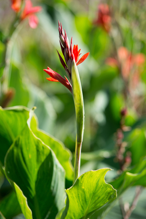 Flower red cannaの写真素材