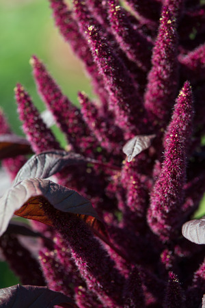 Amaranthus Flowerの写真素材
