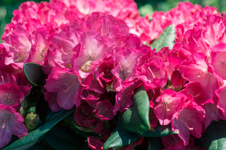 Flower Pink Rhododendron closeupの写真素材