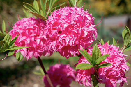 Flower Pink Rhododendron closeupの写真素材