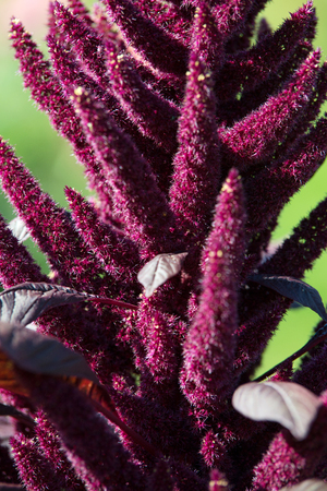 Amaranthus Flowerの写真素材