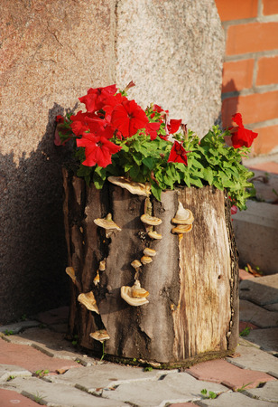Decorative stump with flowers of red petuniaの写真素材