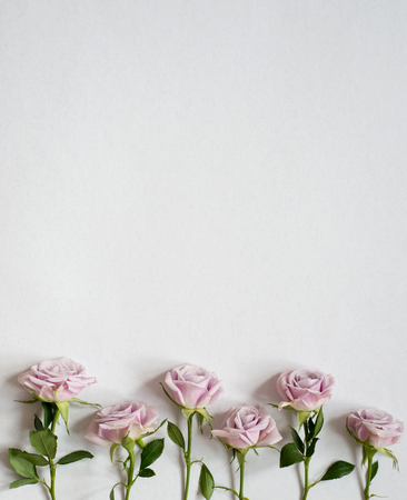 Flowers pudding roses on paperの写真素材