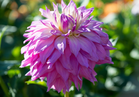 Flower of pink dahliaの写真素材