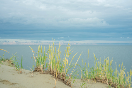 Grass giant gnaw growing on the sandの写真素材