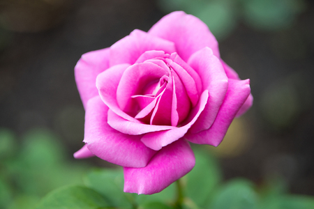 pink rose flowerの写真素材