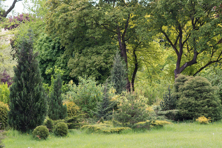 Coniferous and evergreen trees grow in the gardenの写真素材