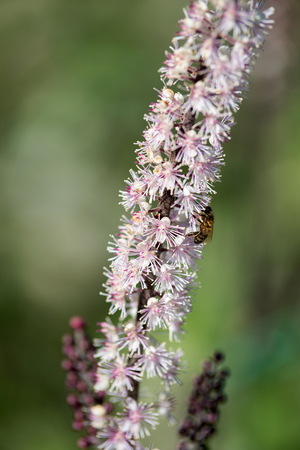 Flower Cimicifuga simplexの写真素材