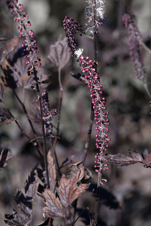 Flower Cimicifuga simplexの写真素材