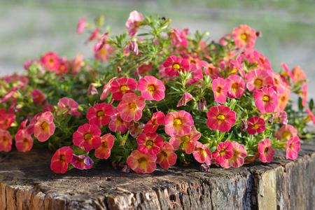 Petunia flower on a wooden stumpの写真素材