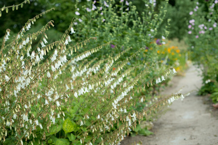 Flowers white bells in the gardenの写真素材