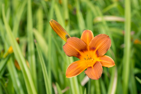 Flower orange lilyの写真素材