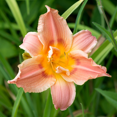Lily flower close-upの写真素材