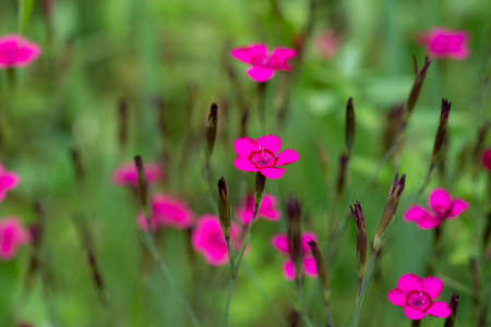 Flowers Dianthus deltoidsの写真素材