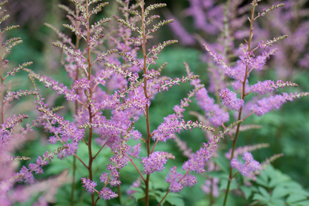 Astilbe chinensis flowersの写真素材