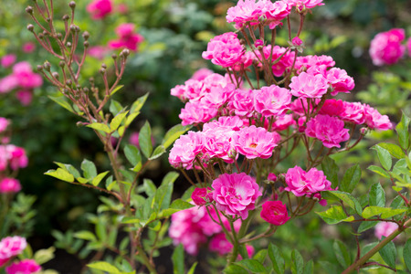 Pink rose flower in the gardenの写真素材