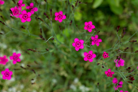 Flowers Dianthus deltoidsの写真素材