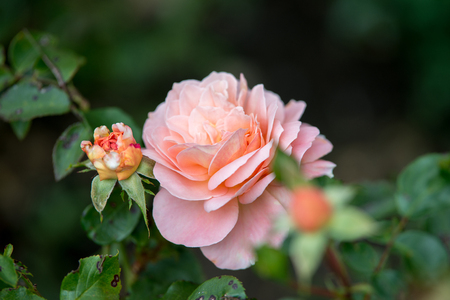 Pink rose close-up in the gardenの写真素材