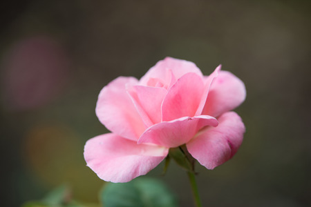 Pink rose close-up in the gardenの写真素材