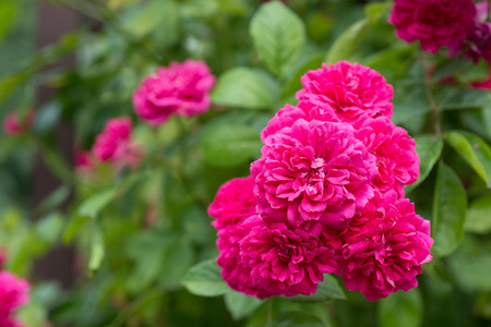 Pink rose flower in the gardenの写真素材