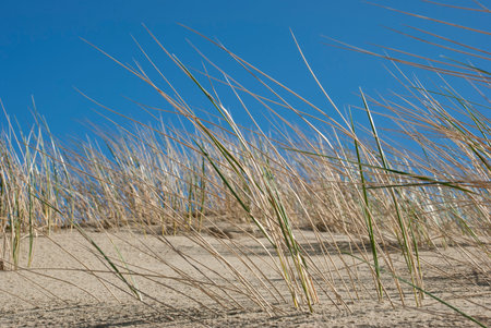 Grass grows in the sand