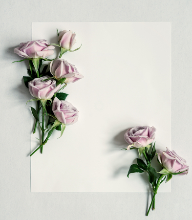 Flowers roses lie on white paperの写真素材