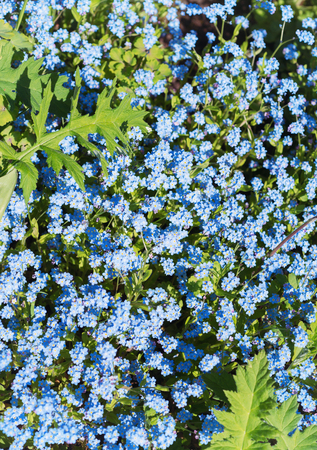 Background of flowers of forget-me-notsの写真素材