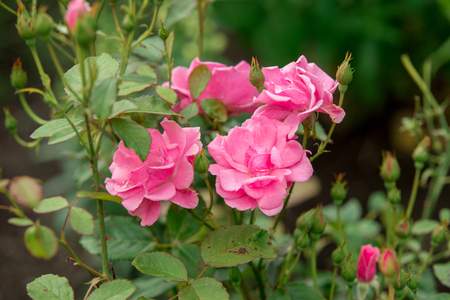 Flower of a rose blooms in the gardenの写真素材