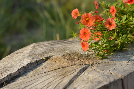 Petunia flower on a wooden stumpの写真素材