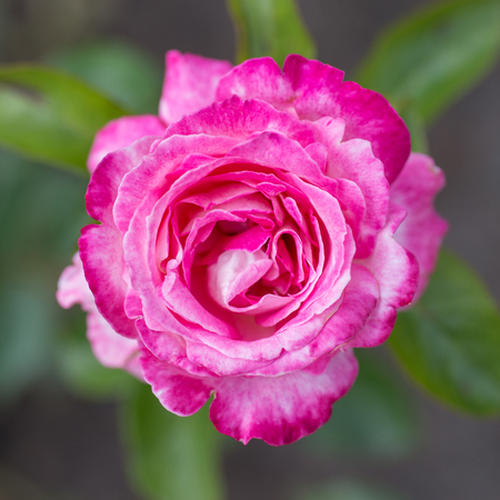 Pink rose close-up in the gardenの写真素材