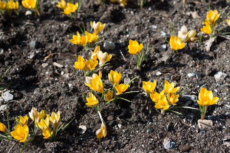 Crocuses grow in the gardenの写真素材