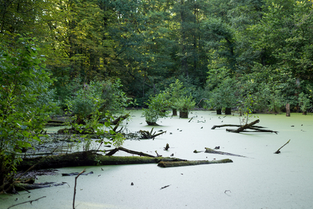Gloomy swamp with logs in the forestの写真素材