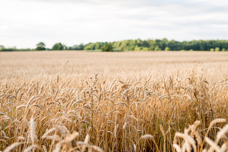 Field with golden earsの写真素材