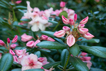 Branch with buds of pink rhododendronの写真素材